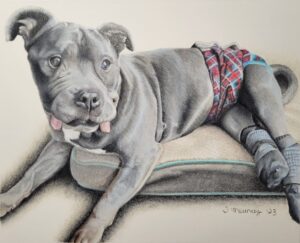 Realistic colored pencil portrait of Greyson, a beloved senior pit bull with special needs, capturing his unique personality and the love he brought to his family.