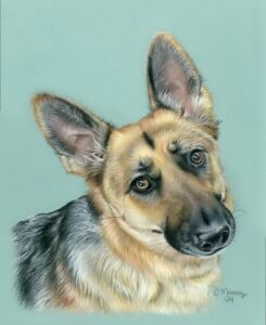 Memorial colored pencil portrait of Gwendolyn, a lively German Shepherd, capturing the sparkle in her eyes and the joyful spirit she shared with her family during her youth.