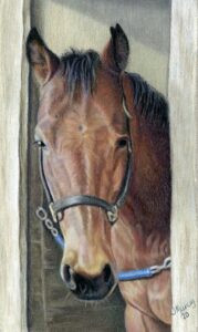 Realistic colored pencil portrait of a bay Quarter Horse looking out of his stall door, capturing lifelike expression and fine details.