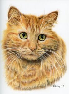 Realistic colored pencil portrait of a ginger tabby cat, showcasing detailed fur texture and lifelike features.