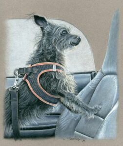 A lively colored pencil portrait of Koki, a feisty terrier mix, enjoying an outing with her head out the open convertible car top, capturing her playful personality and adventurous spirit.