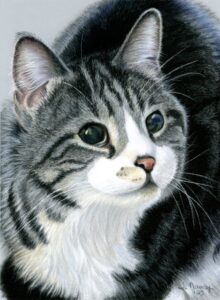 Realistic colored pencil portrait of black tabby cat. By Tammy Mouncey Fine Art.